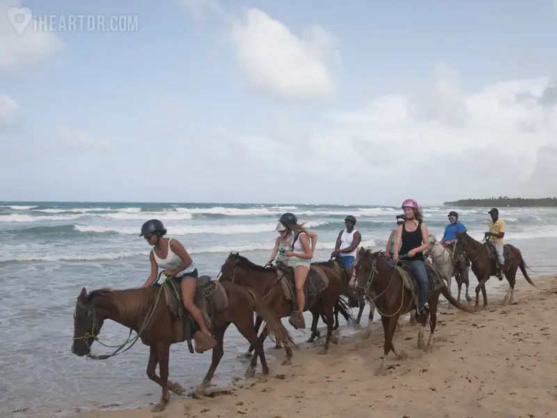 Horses lined up on the beach