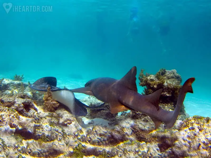 Nurse shark swimming alongside a stingray