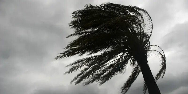 Palm tree being blown by the wind