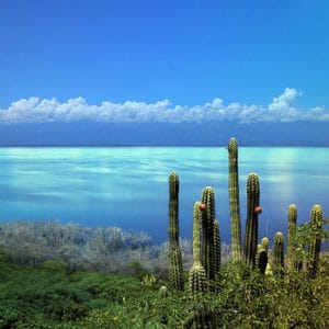 Cactus overlooking the Lago Enriquillo
