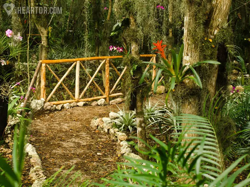 Flora on the Hoyo Azul eco trail