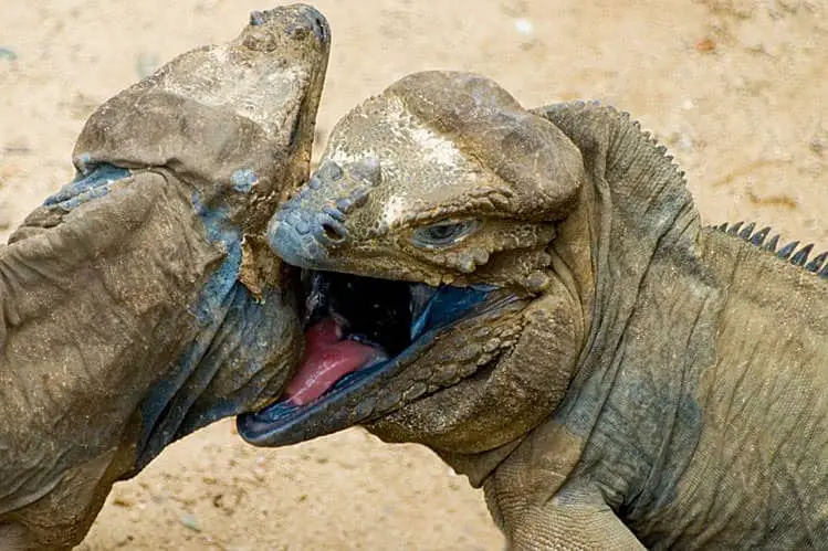 Rhinoceros Iguanas in Punta Cana | iHeartDR