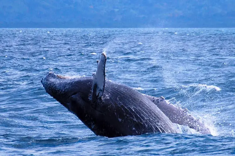 Humpback whale in Samana Bay | iHeartDR