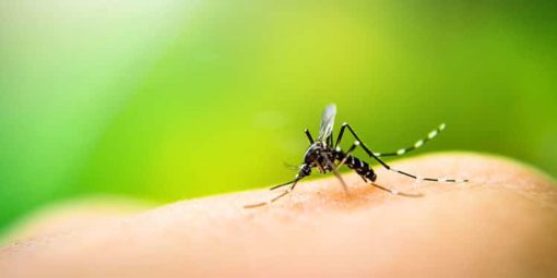 Zika Virus in Punta Cana: Should I Be Worried? – iHeartDR